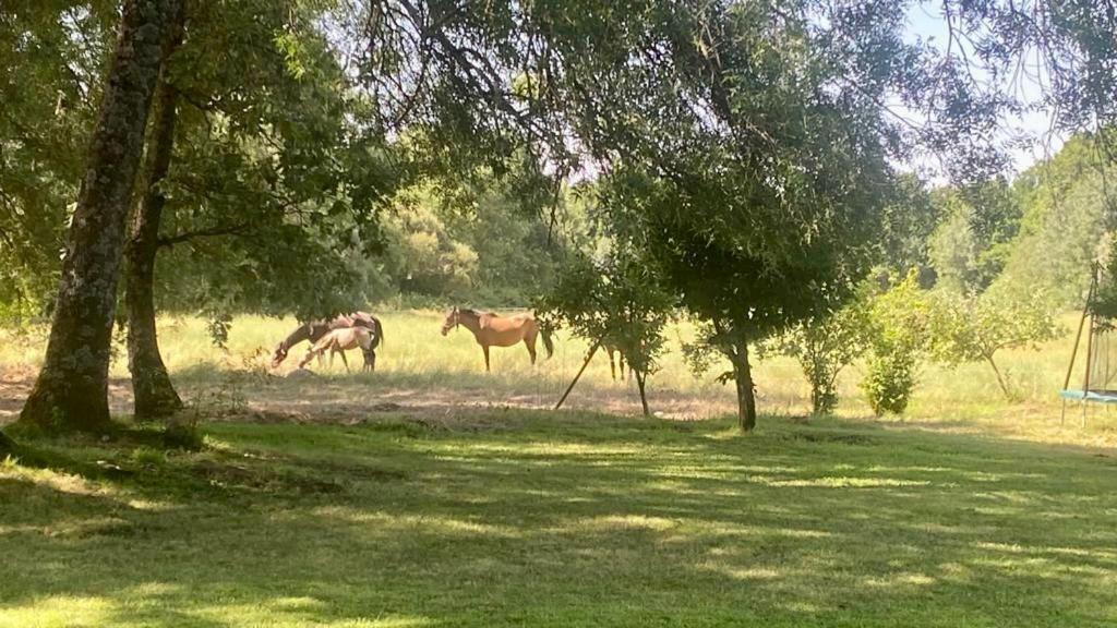 El Bosque De * Candeleda